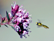 Wasp at a Flower