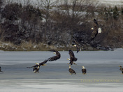 Convocation of  Eagles