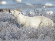 Polar Bear 