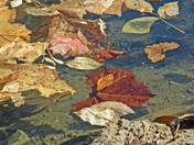 Leaves in water