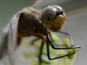 Dragonfly Face