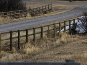 Old log fence