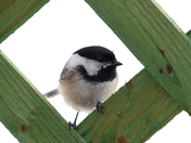 Chickadee Poser