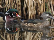 Male & Female Wood Ducks