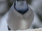 Moody Blue Jay