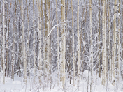 Paper birch trees in winter