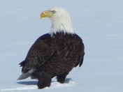 Bald Eagle.