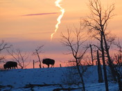 Bison, in the setting sun.