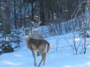 Oh deer.