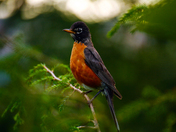 Amerian Robin in Canada