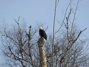 Bald Eagle