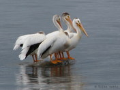 American White Pelican