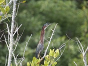 Green Heron (Wild) 2 of 2.