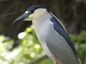 Black-crowned Night-Heron Adult (Wild).