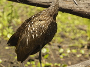 Limpkin (Wild).