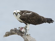 Wild Osprey - Fish for Lunch.