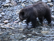 Hungry little grizzly