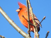Cardinal