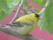 Wild canary.