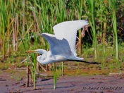 Egret