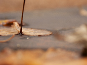 Fallen leaf