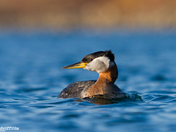 red-necked grebe
