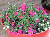 potted flowers