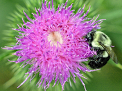 Do I have Something in my Hair