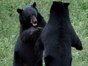 Say That Again, I DARE you