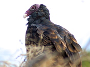 Turkey Vulture Portrait