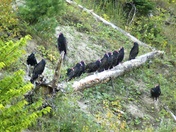 Turkey Vulture Gathering