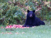 Black Bear in my Garden