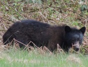 Bear Bed Head Hair Following Hibernation