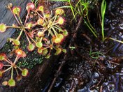 Sundew