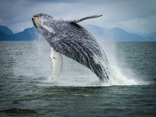 Humpback Whale Breaching