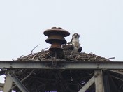 nesting osprey
