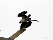 Mating Osprey.