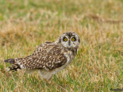 Short-eared Owl