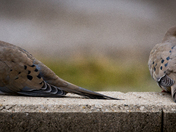 Mourning Doves