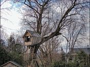 The Old Tree House