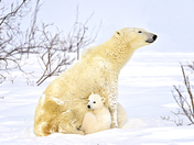 Wapusk National Park