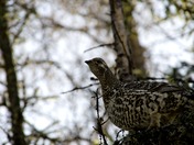 Summertime Ptarmigan