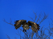 Great Grey Owl 