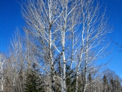 Poplar Trees