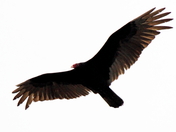 Turkey Vulture in flight