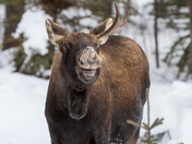 Moose with a Smile
