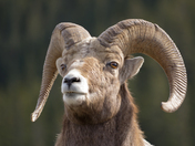 Bighorn Sheep