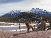 Bighorn Sheep