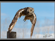 Great Horned Owl