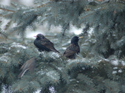 "A Bird in the Hand"